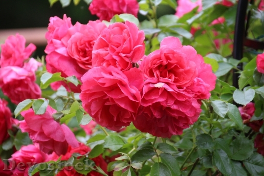 Devostock Roses Pink Flowers Summer