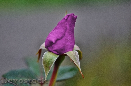 Devostock Roses Purple Family Rose