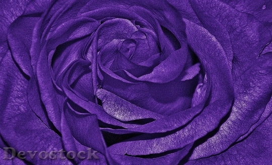 Devostock Roses Purple Lila Family