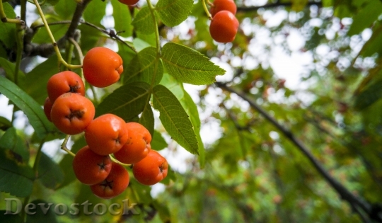 Devostock Rowan Autumn Tree Fruit