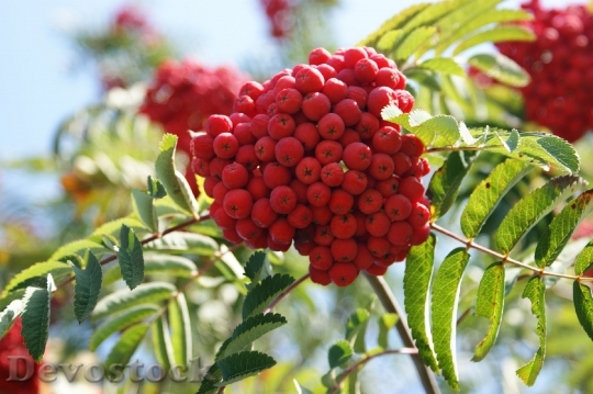 Devostock Rowan Berries Fruits Rowans