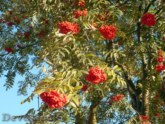 Devostock Rowan Mountain Ash Berries