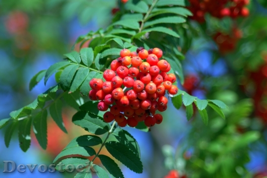 Devostock Rowan Red Balls Fruit