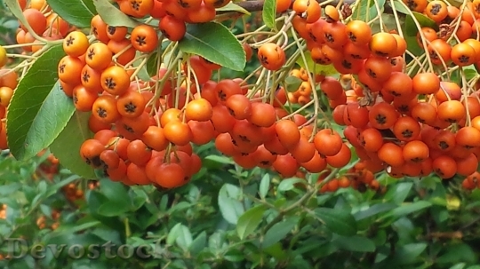 Devostock Rowanberries Berries Orange Fruits
