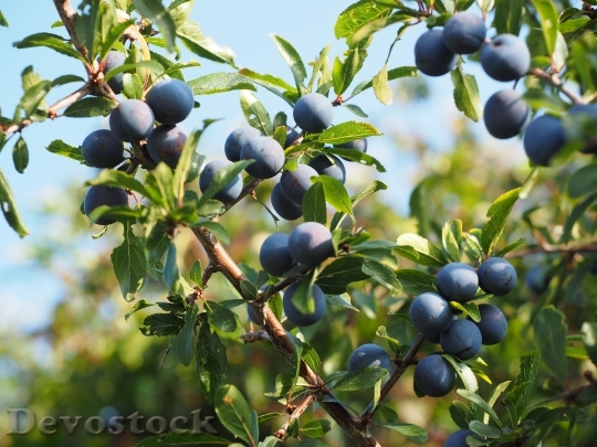 Devostock Schlehe Berries Blue Bush 0