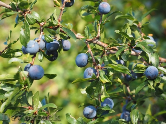 Devostock Schlehe Berries Blue Bush 2