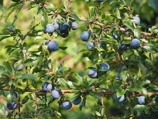 Devostock Schlehe Berries Blue Bush 4