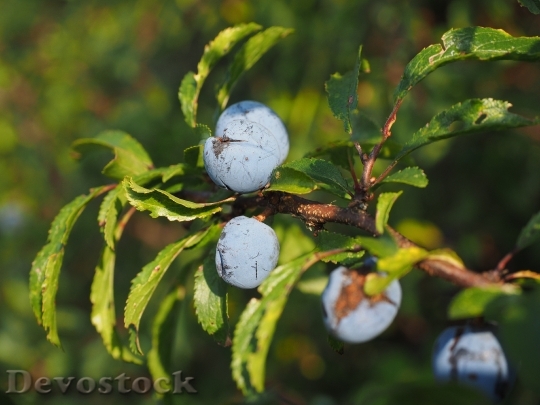 Devostock Schlehe Berries Blue Bush 5