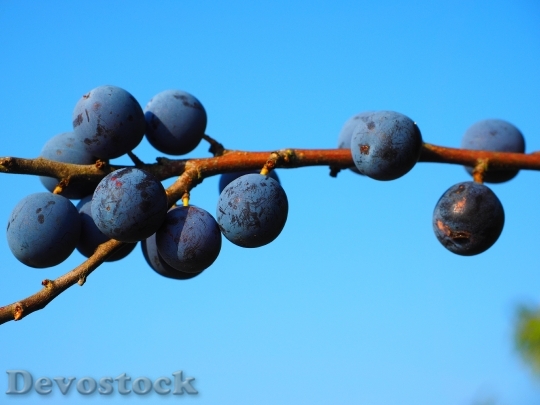 Devostock Schlehe Berries Blue Bush 6