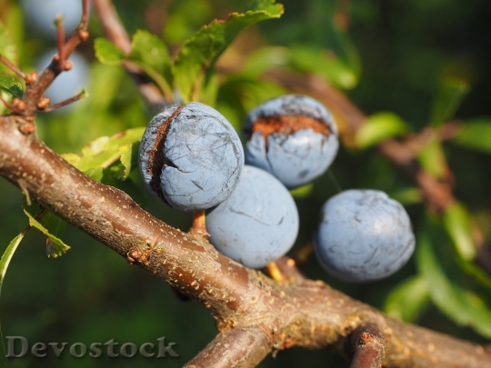 Devostock Schlehe Berries Blue Bush 7