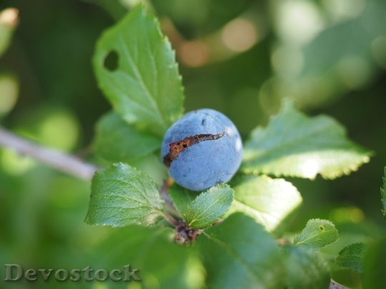 Devostock Schlehe Berry Blue Fruit