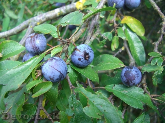 Devostock Schlehe Blackthorn Fruits Berries