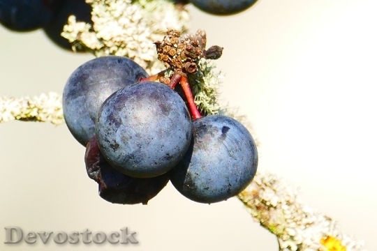 Devostock Schlehe Blackthorn Prunus Spinosa