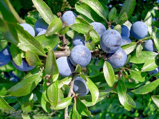 Devostock Schlehe Prunus Spinosa Fruits