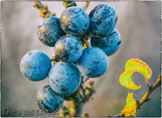 Devostock Schlehe Sloes Fruits Berries