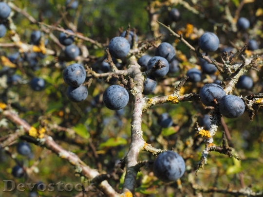 Devostock Schlehenbeeren Schlehe Berries Blue 0