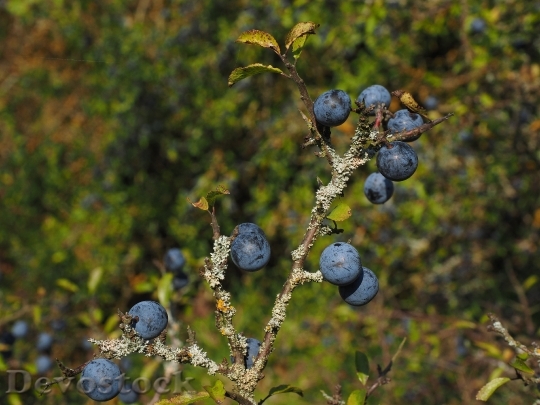 Devostock Schlehenbeeren Schlehe Berries Blue 1