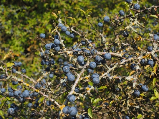 Devostock Schlehenbeeren Schlehe Berries Blue 2