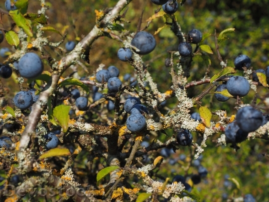 Devostock Schlehenbeeren Schlehe Berries Blue