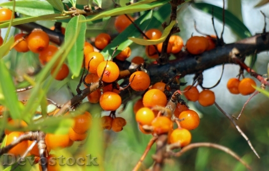 Devostock Sea Buckthorn Fruits Berries 2