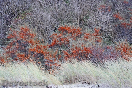 Devostock Sea Buckthorn Orange Berries