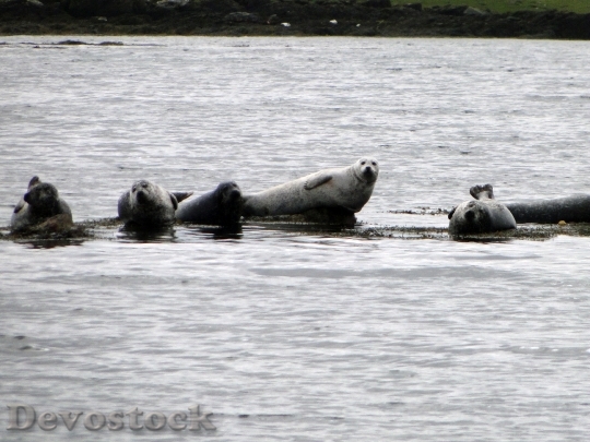 Devostock Seals Scotland Coast Animal