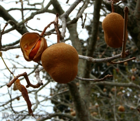 Devostock Seed Pods Fruit Nut