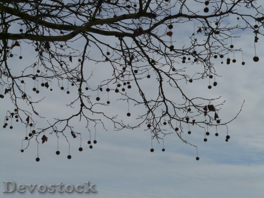 Devostock Seeds Tree Plane Fruits