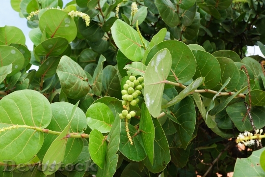 Devostock Seetraube Fruit Caribbean Green