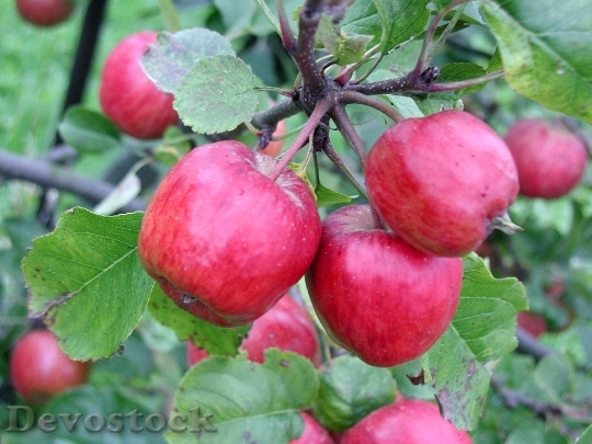 Devostock Small Apples On Branch