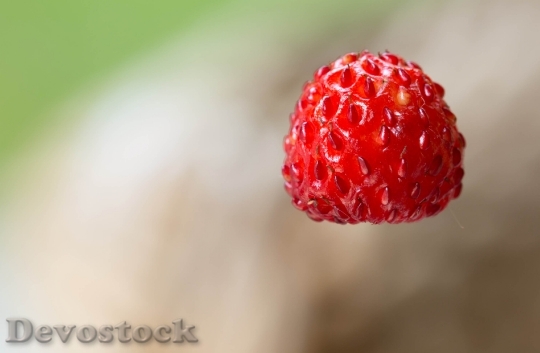 Devostock Small Wild Strawberry Berries