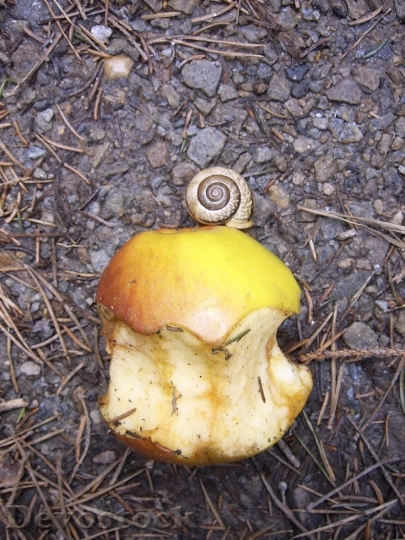 Devostock Snail Apple Nibbled On
