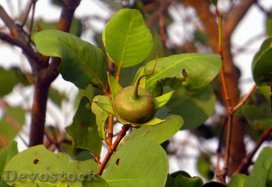 Devostock Sonneratia Caseolaris Mangrove Apple