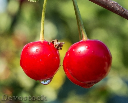 Devostock Sour Cherry Cherries Tree