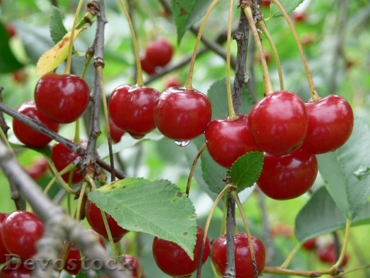 Devostock Sour Cherry Red Burgundy
