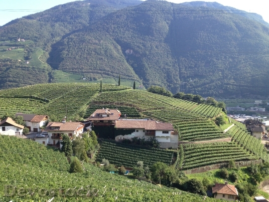 Devostock South Tyrol Vineyards Italy