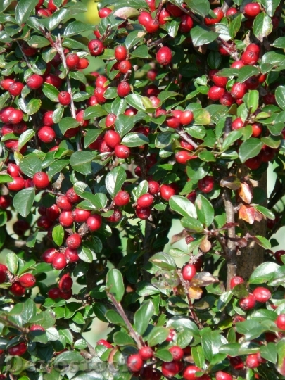 Devostock Sparrige Zwergmispel Bush Berries