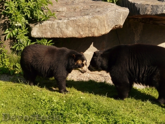 Devostock Spectacled Bear Andean Bear 0