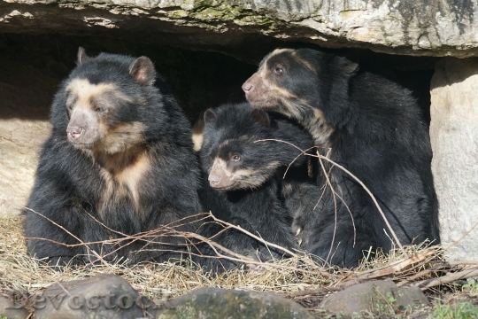 Devostock Spectacled Bear Family Zoo