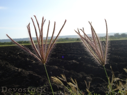Devostock Spikes Grass Path Soil