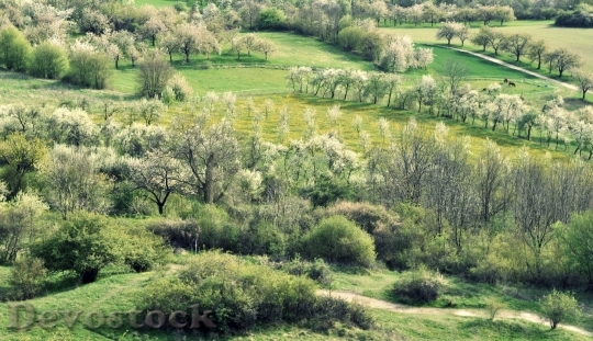 Devostock Spring Cherry Blossom Trees