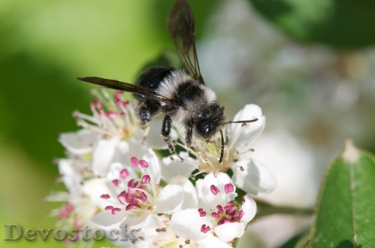 Devostock Spring Furry Bee On