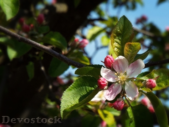Devostock Spring Tender Apple Tree