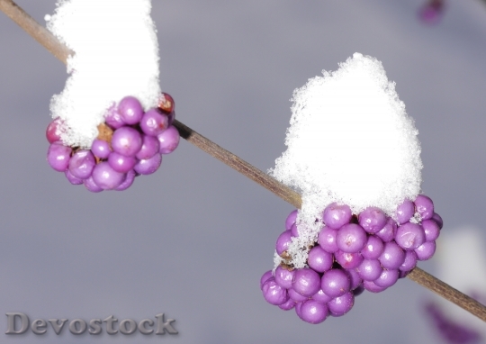 Devostock Sprinkles Shrub Lamiaceae Violet