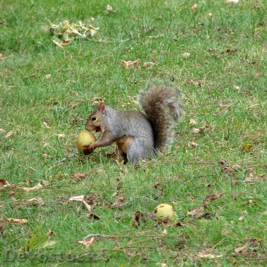 Devostock Squirrel Eating Fruits Green