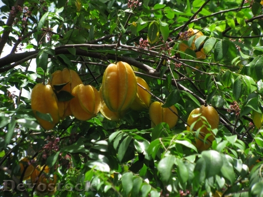 Devostock Star Fruit Fruit Tree