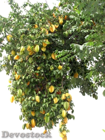 Devostock Star Fruit Tree Yellow