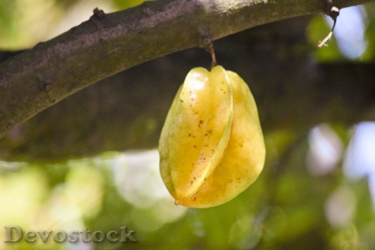 Devostock Starfruit Plant Fruit Bokeh