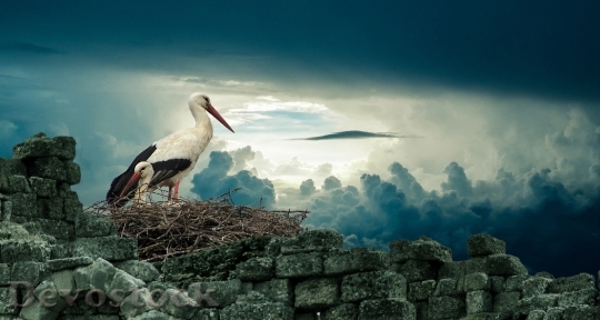 Devostock Stork Nest Bird Nature