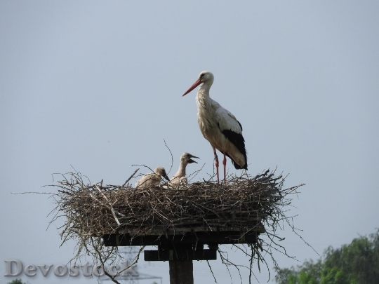 Devostock Stork S Nest Boy